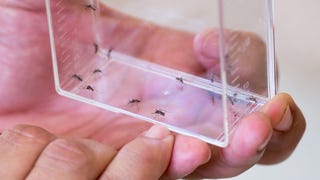 2 Billion Genetically Modified Mosquitoes Cleared for Release in California  and Florida