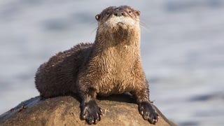 Abro la NUTRIA VIRAL que RESPIRA y DUERME ✂️ ¿Tiene Pulmones