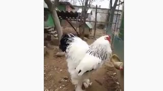 HUGE Brahma chicken leaves viewers scared over it's size