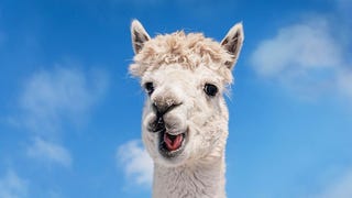 Stanford Axes Alpaca AI Facebook LLama Copy Over Cost Errors