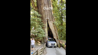 Nissan Pathfinder Gets Stuck Drive Through California Redwood