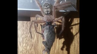 A Giant Possum-Eating Spider Exists in Australia and It's Terrifying