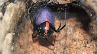 comparación del tamaño de la araña viuda negra