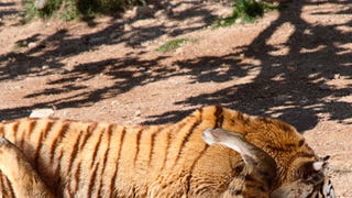 Massive hype around Bengal Tiger - Hollywood News 