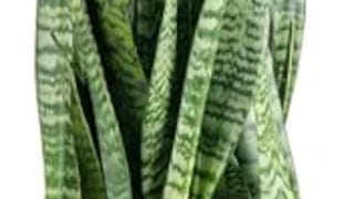 Costa Farms Premium Live Indoor Snake Sansevieria Floor...