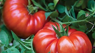 Burpee 'SteakHouse' Hybrid, Large Beefsteak Tomatoes, 25...