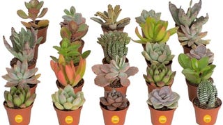 Costa Farms Succulents (25 Pack), Live Mini Succulent Plants,...