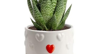 Costa Farms Haworthia Succulent, Easy to Grow Live Plant...