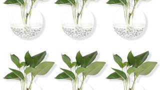 Pack of 6 Glass Planters Wall Hanging Planters Round Glass...