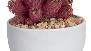 Costa Farms Live Cactus, Live Indoor Desert Gem Cactus...