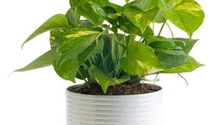 Costa Farms Golden Pothos Live Plant, Easy Care Indoor...