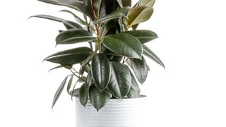 Costa Farms Burgundy Rubber Plant, Live Indoor Ficus Elastica...