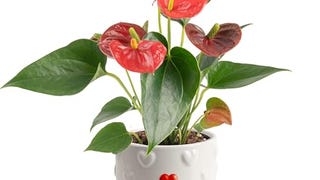 Costa Farms Anthurium Plant, Live Indoor Houseplant with...