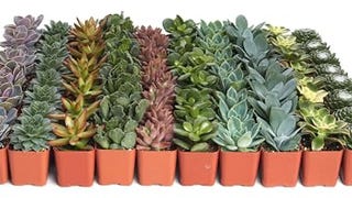 Shop Succulents Assorted Succulent Plant Pack Bulk Collection...