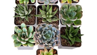 Costa Farms Succulents (10 Pack), Live 2.5 Inch Succulent...