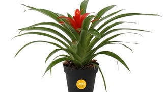 Costa Farms Bromeliad Live Plant, Live Indoor Flowering...