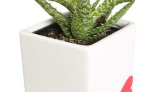 Costa Farms Mini Succulent Live Plant, Grower's Choice...