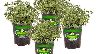 Bonnie Plants Lemon Thyme Live Herb Plants - 4 Pack, Perennial...