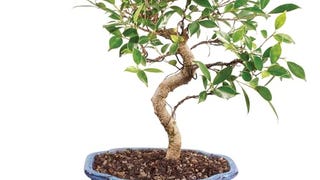 Brussel's Bonsai Live Golden Gate Ficus Indoor Bonsai Tree...