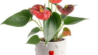 Costa Farms Anthurium Plant, Live Indoor Houseplant with...