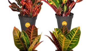 Costa Farms Croton Live Plants (4-Pack), Indoor and Outdoor...