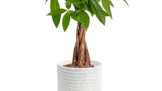 Costa Farms Money Tree Live Plant | 12-16 Inches Tall Bonsai...