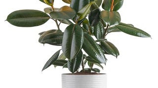 Costa Farms Burgundy Rubber Plant, Live Indoor Ficus Elastica...