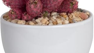 Costa Farms Live Cactus, Live Indoor Desert Gem Cactus...