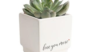 Costa Farms Mini Succulent Live Plant, Easy to Grow Echeveria...