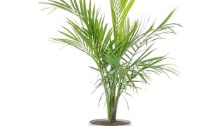 Costa Farms Majesty Palm Live Plant, Live Indoor and Outdoor...