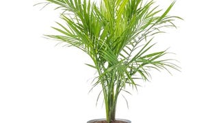 Costa Farms Majesty Palm Live Plant, Live Indoor and Outdoor...