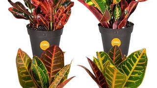 Costa Farms Croton Live Plants (4-Pack), Indoor and Outdoor...