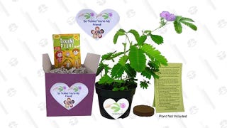 TickleMe Plant Set