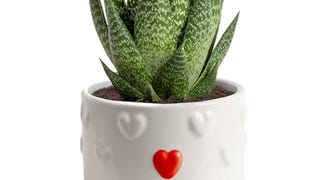 Costa Farms Haworthia Succulent, Easy to Grow Live Plant...