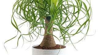 Costa Farms Ponytail Palm Bonsai, Easy to Grow Live Indoor...