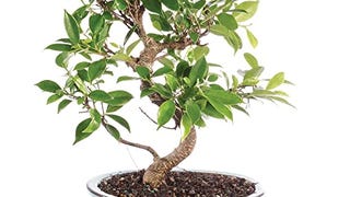 Brussel's Bonsai Live Golden Gate Ficus Indoor Bonsai Tree...