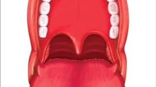 Gulp: Adventures on the Alimentary Canal