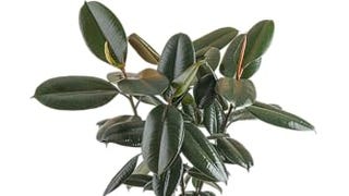 Costa Farms Burgundy Rubber Plant, Live Indoor Ficus Elastica...