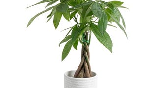 Costa Farms Money Tree Live Plant | 12-16 Inches Tall Bonsai...
