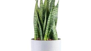 Costa Farms Premium Live Indoor Snake Sansevieria Floor...