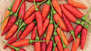 Burpee Tabasco Hot Pepper Seeds 30 seeds