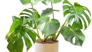 Costa Farms Monstera Swiss Cheese Plant, Live Indoor Plant,...