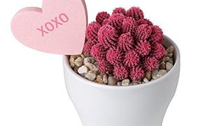 Costa Farms Live Cactus, Live Indoor Desert Gem Cactus...