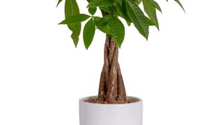 Costa Farms Money Tree, Easy to Grow Live Indoor Plant,...