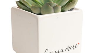 Costa Farms Mini Succulent Live Indoor Plant, Easy to Grow...