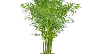 Costa Farms Cat Palm, Live Indoor Houseplant in Garden...