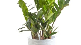 Costa Farms ZZ Plant, Live Indoor Houseplant in Modern...