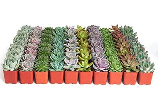 Shop Succulents Rosette Succulent Plant Pack Bulk Collection...