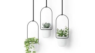 Umbra Triflora Hanging Planter for Window, Indoor Herb...