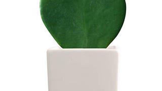 Costa Farms Live Indoor Plant Hoya Heart, Succulent-Like...